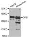 Carbamoyl-Phosphate Synthase 1 antibody, PA5-76339, Invitrogen Antibodies, Western Blot image 