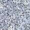 Paternally Expressed 10 antibody, FNab06302, FineTest, Immunohistochemistry frozen image 