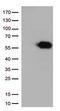 CD27 Molecule antibody, M01148-1, Boster Biological Technology, Western Blot image 
