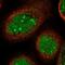 TDP-Glucose 4,6-Dehydratase antibody, PA5-59328, Invitrogen Antibodies, Immunofluorescence image 