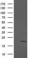 Anaphase Promoting Complex Subunit 11 antibody, LS-C174745, Lifespan Biosciences, Western Blot image 