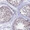 Ferredoxin 2 antibody, PA5-60572, Invitrogen Antibodies, Immunohistochemistry frozen image 