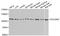 Programmed Cell Death 6 Interacting Protein antibody, STJ24927, St John