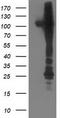 NIMA Related Kinase 9 antibody, LS-C799377, Lifespan Biosciences, Western Blot image 
