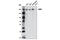 SWI/SNF Related, Matrix Associated, Actin Dependent Regulator Of Chromatin, Subfamily A, Member 2 antibody, 6889S, Cell Signaling Technology, Western Blot image 
