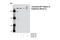 Myosin Heavy Chain 14 antibody, 3405T, Cell Signaling Technology, Western Blot image 