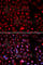 Axin 2 antibody, A2513, ABclonal Technology, Immunofluorescence image 