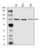 MutS Homolog 2 antibody, A00140-2, Boster Biological Technology, Western Blot image 