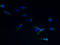 Tachykinin Receptor 1 antibody, A54105-100, Epigentek, Immunofluorescence image 