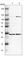 MRG Domain Binding Protein antibody, HPA017012, Atlas Antibodies, Western Blot image 