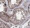 Spermatogenesis Associated 3 antibody, FNab08163, FineTest, Immunohistochemistry frozen image 