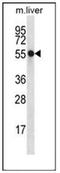 Nucleoredoxin antibody, AP52977PU-N, Origene, Western Blot image 