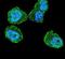 Serine/Threonine Kinase 11 antibody, PA5-14074, Invitrogen Antibodies, Immunofluorescence image 