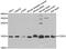 Cytochrome C Oxidase Subunit 5A antibody, abx004930, Abbexa, Western Blot image 