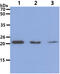 DYR antibody, AM50636PU-N, Origene, Western Blot image 
