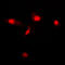 Galectin 3 antibody, LS-C352467, Lifespan Biosciences, Immunofluorescence image 