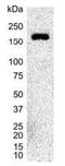 Integrin Subunit Alpha 6 antibody, NB100-64908, Novus Biologicals, Western Blot image 