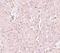 Solute Carrier Family 39 Member 13 antibody, LS-C144296, Lifespan Biosciences, Immunohistochemistry frozen image 