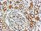 VPS41 Subunit Of HOPS Complex antibody, MBS420935, MyBioSource, Immunohistochemistry paraffin image 