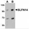 Schlafen Family Member 14 antibody, MBS150384, MyBioSource, Western Blot image 