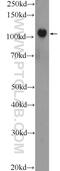 Solute Carrier Family 25 Member 4 antibody, 23929-1-AP, Proteintech Group, Enzyme Linked Immunosorbent Assay image 