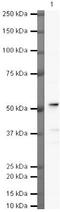 Basic Helix-Loop-Helix Family Member E40 antibody, PA5-19522, Invitrogen Antibodies, Western Blot image 