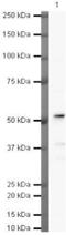 Basic Helix-Loop-Helix Family Member E40 antibody, PA5-19522, Invitrogen Antibodies, Western Blot image 