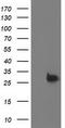 Deoxythymidylate Kinase antibody, CF503496, Origene, Western Blot image 