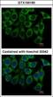 Adrenoceptor Alpha 1A antibody, GTX100190, GeneTex, Immunofluorescence image 