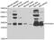 Phytanoyl-CoA Dioxygenase Domain Containing 1 antibody, abx005441, Abbexa, Western Blot image 