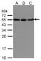 Karyopherin Subunit Alpha 2 antibody, LS-C185790, Lifespan Biosciences, Western Blot image 