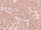 Death Associated Protein 3 antibody, PA5-29851, Invitrogen Antibodies, Immunohistochemistry frozen image 