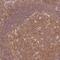 PDGFA Associated Protein 1 antibody, PA5-62166, Invitrogen Antibodies, Immunohistochemistry frozen image 