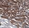 Aldehyde Dehydrogenase 1 Family Member A1 antibody, NBP1-89152, Novus Biologicals, Immunohistochemistry paraffin image 