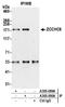 Terminal uridylyltransferase 7 antibody, A305-090A, Bethyl Labs, Immunoprecipitation image 