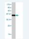 RNA Binding Motif Single Stranded Interacting Protein 3 antibody, H00027303-M02, Novus Biologicals, Western Blot image 