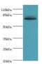 Luteinizing Hormone/Choriogonadotropin Receptor antibody, LS-C369916, Lifespan Biosciences, Western Blot image 