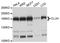 TLR4 Interactor With Leucine Rich Repeats antibody, orb373066, Biorbyt, Western Blot image 