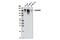 Carcinoembryonic Antigen Related Cell Adhesion Molecule 1 antibody, 5441S, Cell Signaling Technology, Western Blot image 