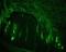 Neurofilament Heavy antibody, NB500-416, Novus Biologicals, Immunofluorescence image 