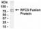 Replication factor C subunit 3 antibody, XW-7875, ProSci, Enzyme Linked Immunosorbent Assay image 