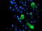 Mitochondrial Ribosomal Protein S27 antibody, LS-C175202, Lifespan Biosciences, Immunofluorescence image 