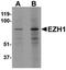 MYOZAP antibody, orb75581, Biorbyt, Western Blot image 