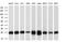 MOB Kinase Activator 1B antibody, MA5-25162, Invitrogen Antibodies, Western Blot image 