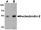 Nucleobindin 2 antibody, A02400, Boster Biological Technology, Western Blot image 