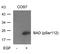 BCL2 Associated Agonist Of Cell Death antibody, 79-134, ProSci, Western Blot image 