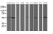 Aryl Hydrocarbon Receptor Interacting Protein Like 1 antibody, LS-C337517, Lifespan Biosciences, Western Blot image 