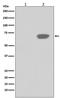 Polo Like Kinase 1 antibody, GTX17683, GeneTex, Western Blot image 