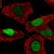 Transaldolase 1 antibody, HPA048089, Atlas Antibodies, Immunocytochemistry image 