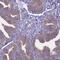 Adenosylhomocysteinase Like 1 antibody, NBP1-83093, Novus Biologicals, Immunohistochemistry frozen image 